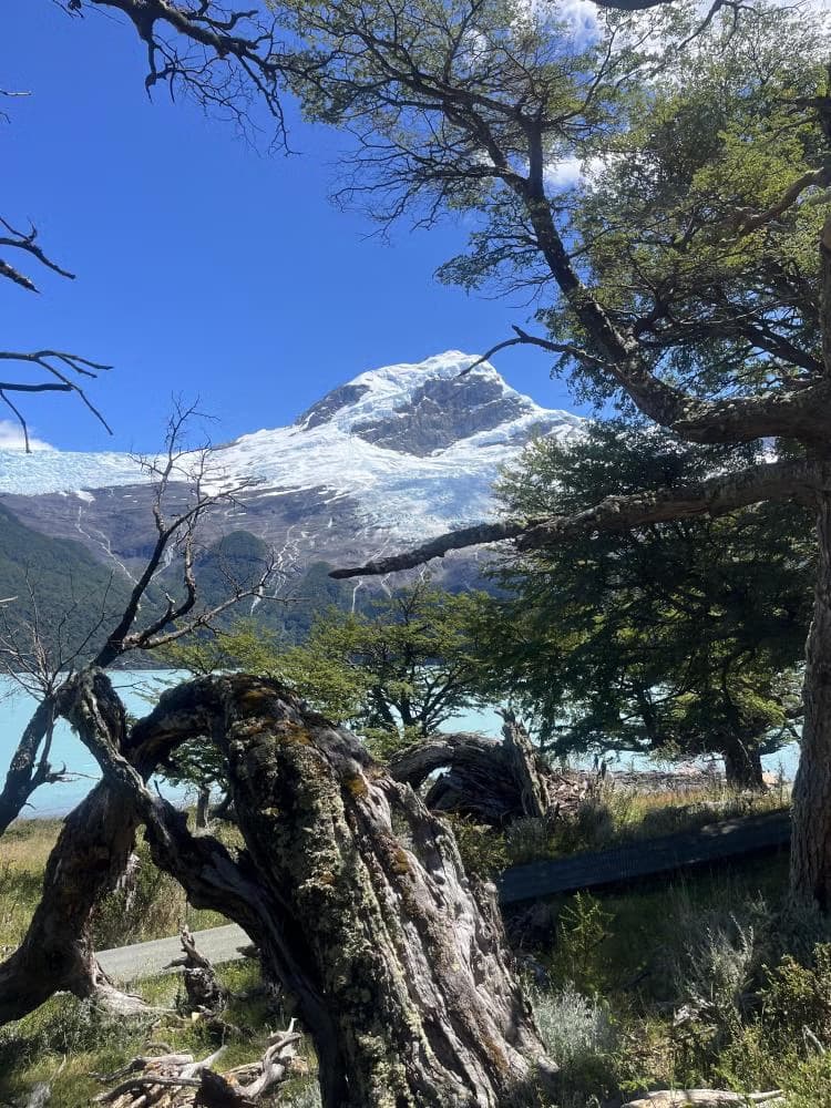 EL CALAFATE - EL CHALTÉN