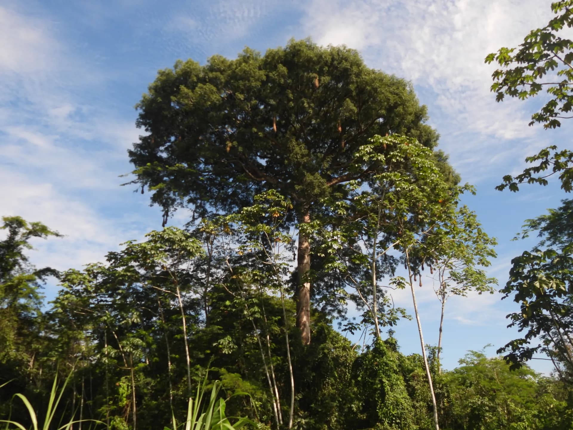 Plan Amazonas Tradicional 3 Noches 4 Días - City Tour Leticia, Tres Fronteras, Puerto Nariño, Isla Los Micos . Avistamiento Delfines