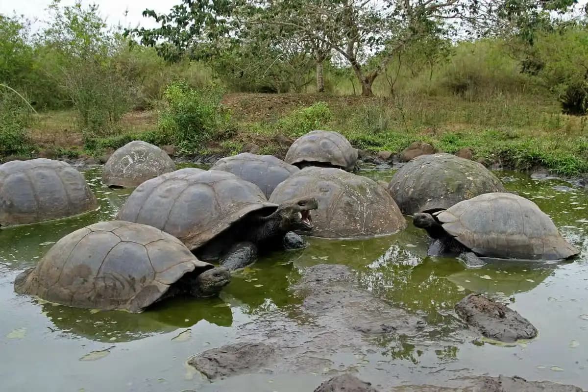 HOTEL- AEROPUERTO -  ESTACION CIENTIFICA DARWIN