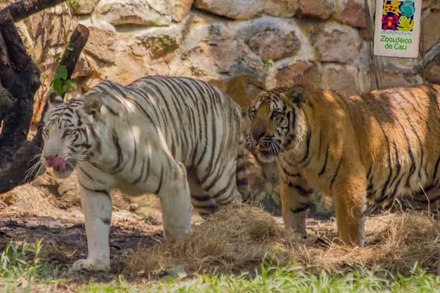 DIA 02 - CALI – CITY TOUR  POR CALI –  ZOOLÓGICO DE CALI