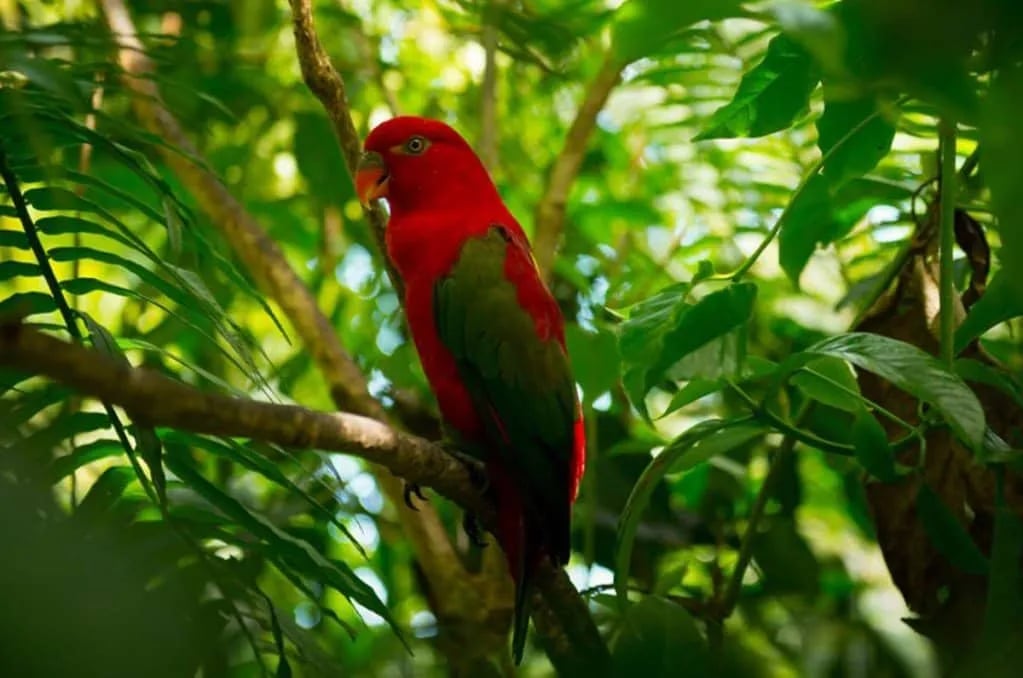 DÍA 4 – RESERVA NATURAL ECOLODGE - AVISTAMIENTOS DE AVES - Imagen del itinerario