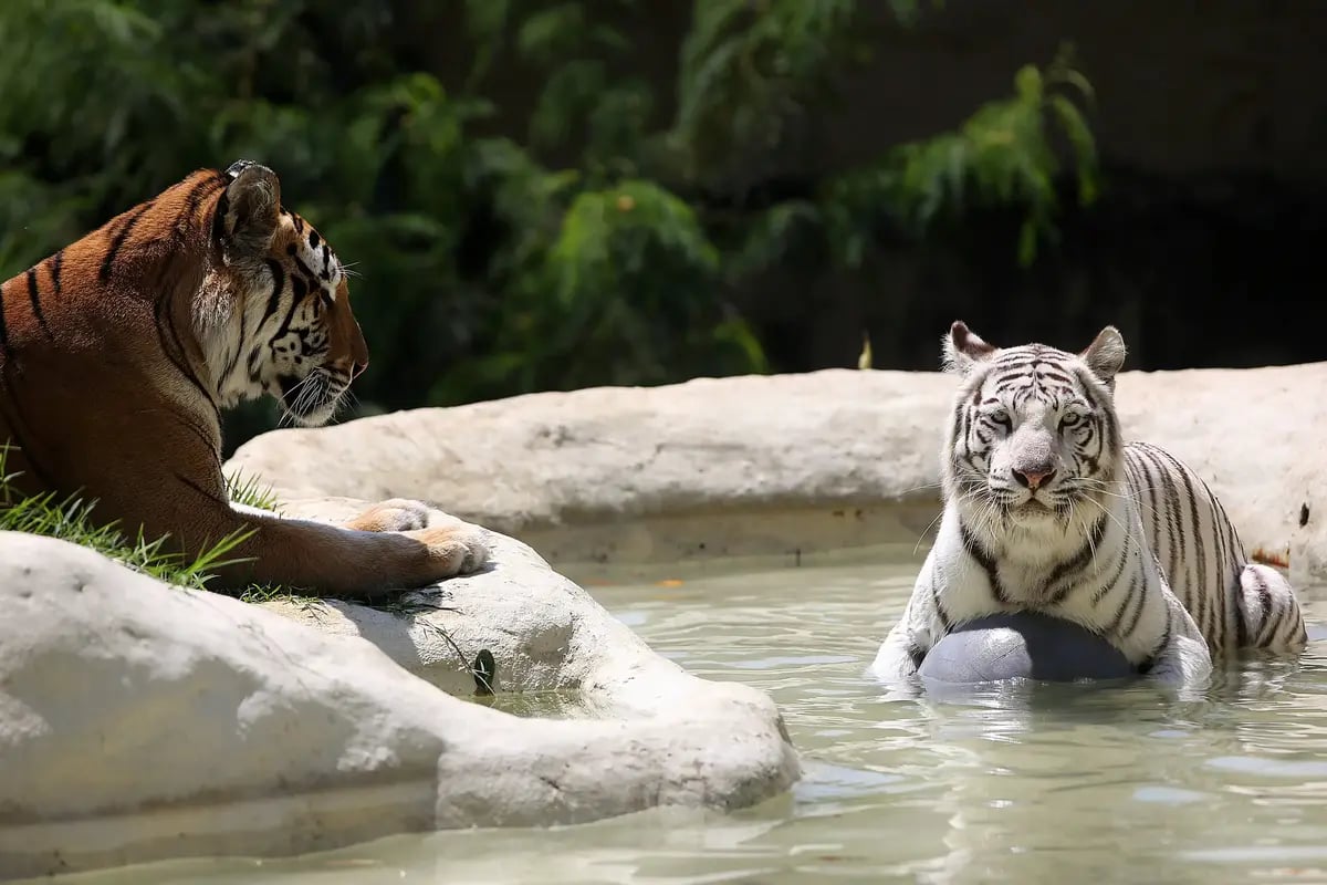 DIA 4: PLAN EJE CAFETERO - CALI - ZOOLÓGICO DE CALI  - Imagen del itinerario