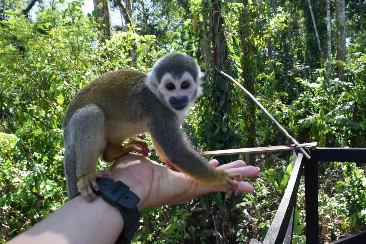 Imagen de Amazonas para la guía Plan Amazonas 4 días: Leticia, Puerto Nariño y selva