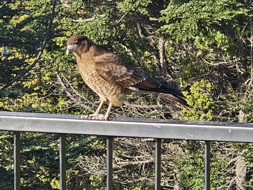 BARILOCHE - BUENOS AIRES